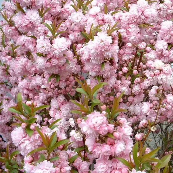 Deutzia roz ghiveci 0,7L