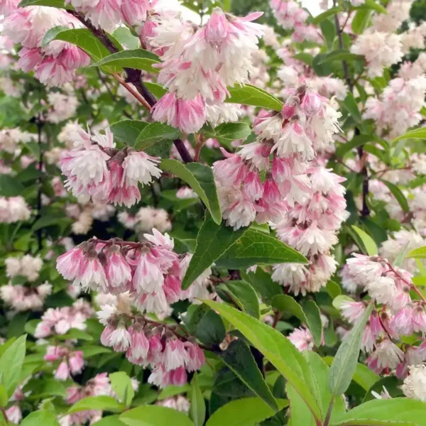 Deutzia roz ghiveci 0,7L - imagine 3