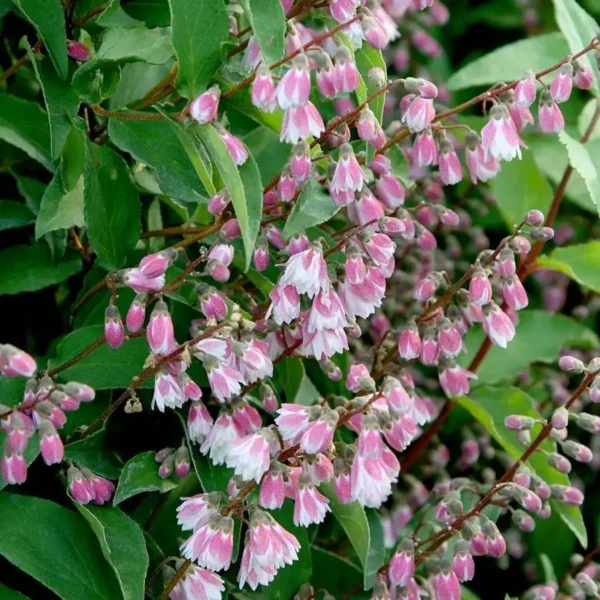 Deutzia scabra 'Codsall Pink' - Ghiveci 3L