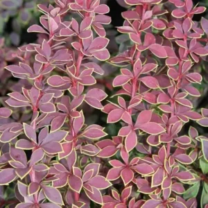 Dracila - Berberis thunbergii 'Coronita' ghiveci 0,7L
