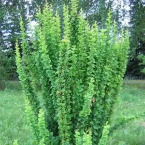 Dracila - Berberis thunbergii 'Erecta' ghiveci 0,7L