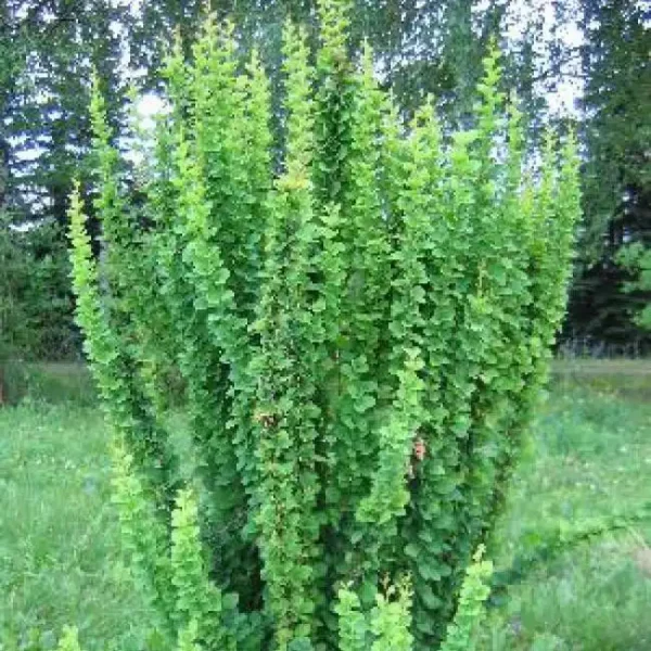 Dracila - Berberis thunbergii 'Erecta' ghiveci 0,7L
