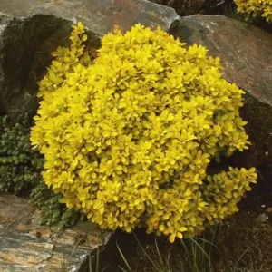 Dracila - Berberis thunbergii 'Goldalita' ghiveci 0,7L