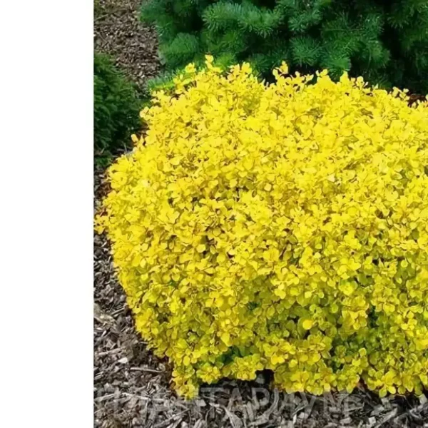 Dracila - Berberis thunbergii 'Goldalita' ghiveci 0,7L - imagine 3