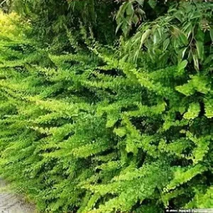 Dracila - Berberis thunbergii 'Green Carpet' ghiveci 0,7L