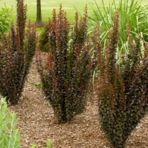 Dracila - Berberis thunbergii 'Helmond Pillar' ghiveci 3L