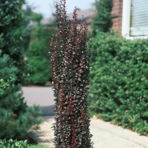 Dracila - Berberis thunbergii 'Helmond Pillar' ghiveci 0,7L