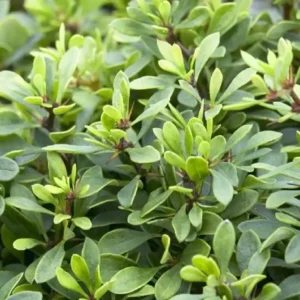 Dracila - Berberis thunbergii 'Kobold' ghiveci 0,7L