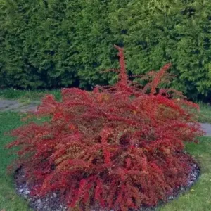 Dracila - Berberis thunbergii 'Red Carpet' ghiveci 0,7L