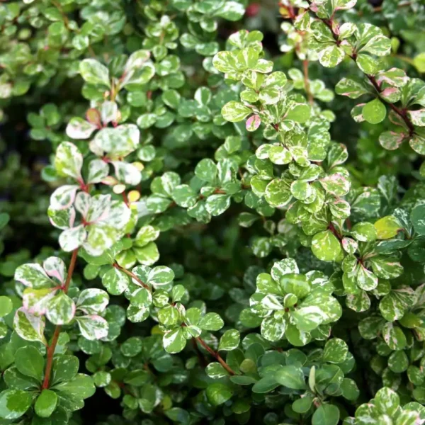 Dracila - Berberis thunbergii 'Kelleriis' ghiveci 0,7L - imagine 5