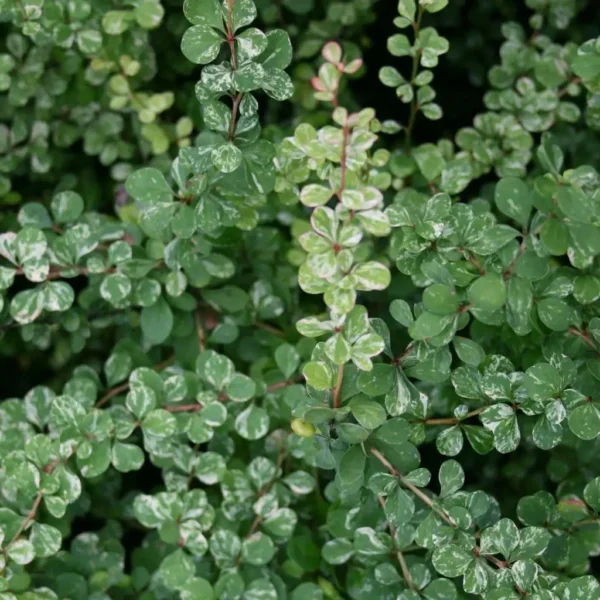 Dracila - Berberis thunbergii 'Kelleriis' ghiveci 0,7L - imagine 2