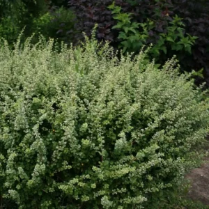 Dracila - Berberis thunbergii 'Kelleriis' ghiveci 0,7L