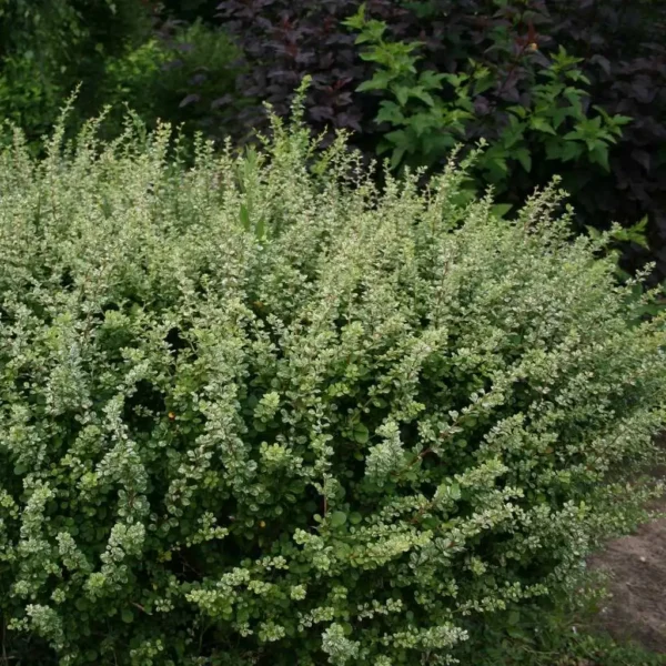 Dracila - Berberis thunbergii 'Kelleriis' ghiveci 0,7L