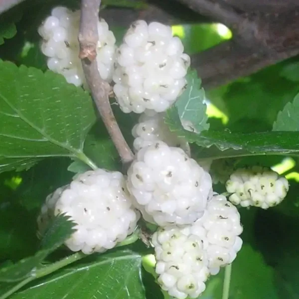 Dud alb Mulberry - Ghiveci 3L - imagine 3