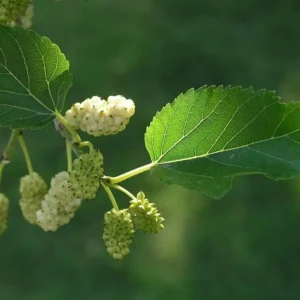 Dud alb Mulberry - Ghiveci 3L