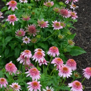 Echinacea 'Butterfly Kisses' ghiveci 3L