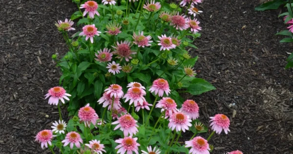 Echinacea 'Butterfly Kisses' ghiveci 3L