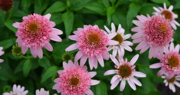 Echinacea 'Butterfly Kisses' ghiveci 3L - imagine 2
