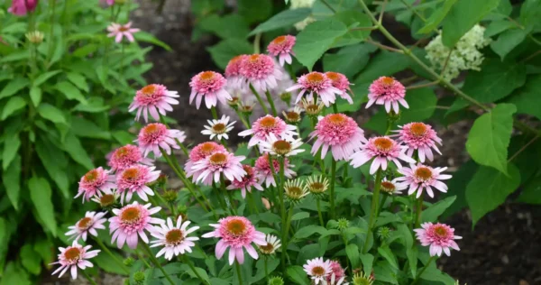 Echinacea 'Butterfly Kisses' ghiveci 3L - imagine 3