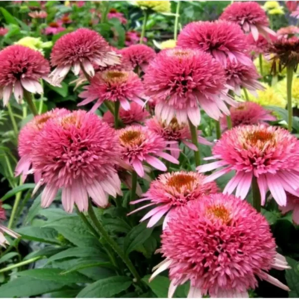 Echinacea 'Butterfly Kisses' ghiveci 3L - imagine 4