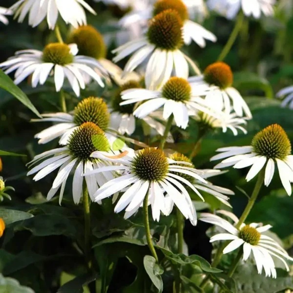Echinaceea White Swan Coneflower - Ghiveci  3L - imagine 3