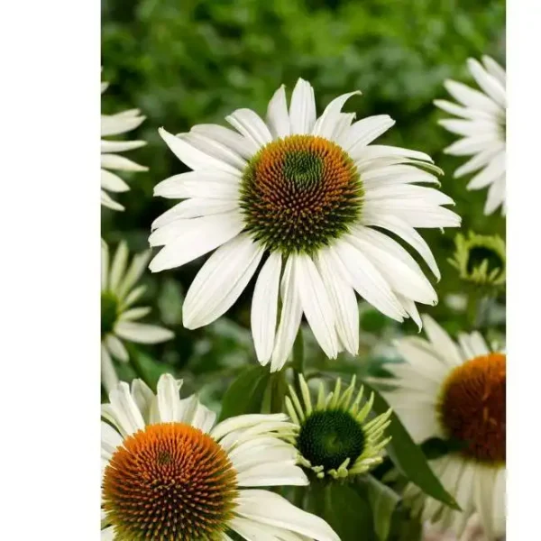 Echinaceea White Swan Coneflower - Ghiveci  3L - imagine 2