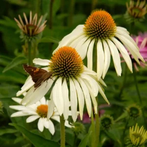 Echinaceea White Swan Coneflower - Ghiveci  3L