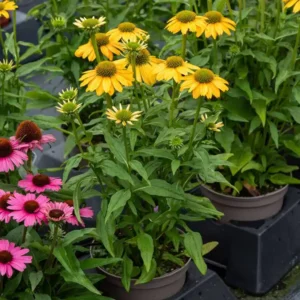 Echinacea 'SunMagic Fantastic Yellow' ghiveci 3L