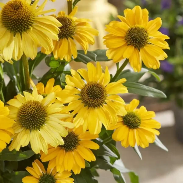 Echinacea 'SunMagic Fantastic Yellow' ghiveci 3L - imagine 3