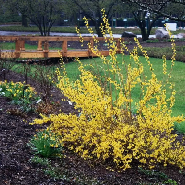 Ploaie de aur - Forsythia 'Kumson' ghiveci 0,7L - imagine 4