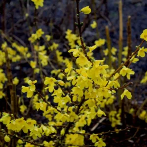 Ploaie de aur - Forsythia 'Kumson' ghiveci 0,7L