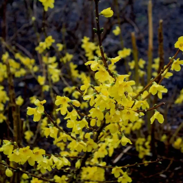 Ploaie de aur - Forsythia 'Kumson' ghiveci 0,7L