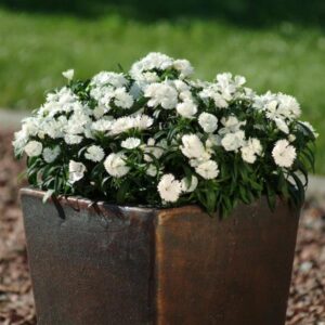 Garoafa alba - Dianthus plumarius ghiveci 3L