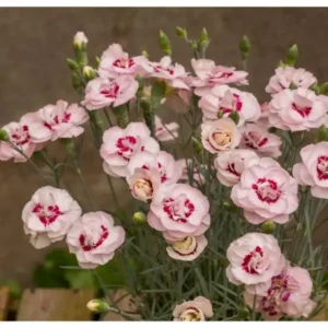 Garoafa roz cu rosu Dianthus plumarius ghiveci 3L