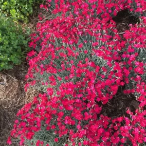 Garoafa rosie - Dianthus alpinus ghiveci 0,7L