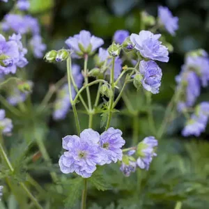 Iarba-Geranium 'Cloud Nine' ghiveci 3L