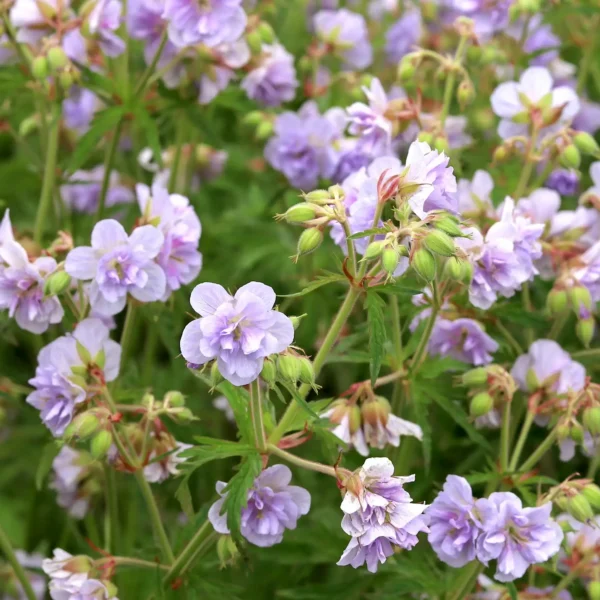 Iarba-Geranium 'Cloud Nine' ghiveci 3L - imagine 3