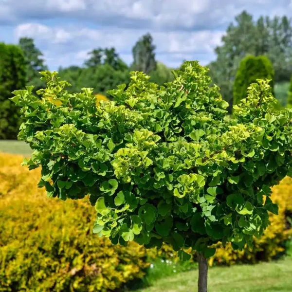 Ginkgo biloba ghiveci 3L - imagine 2