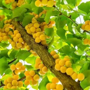 Ginkgo biloba ghiveci 3L