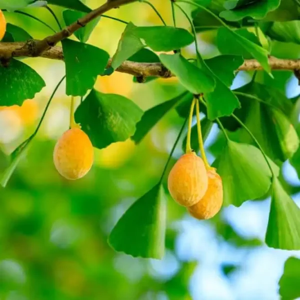 Ginkgo biloba ghiveci 3L - imagine 5