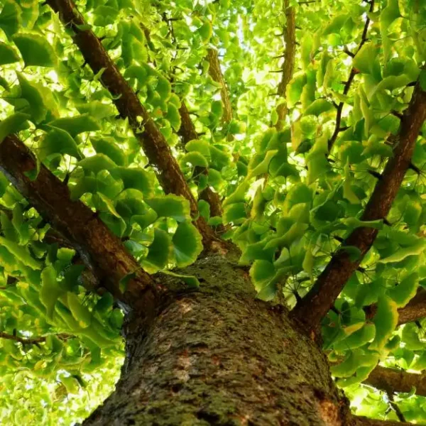 Ginkgo biloba ghiveci 3L - imagine 6