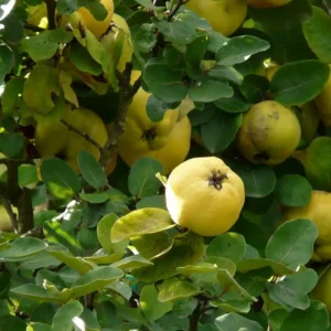 Gutui Cydonia oblonga 'Darunok Onuku' ghiveci 0,7L