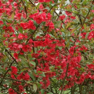 Gutui Chaenomeles x superba 'Pink Lady' - Ghiveci 0,7L