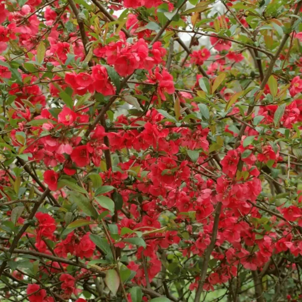 Gutui Chaenomeles x superba 'Pink Lady' - Ghiveci 0,7L