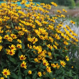 Heliopsis galben- Ghiveci 3L
