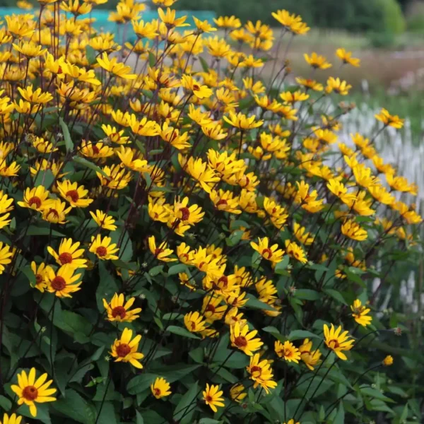 Heliopsis galben- Ghiveci 3L