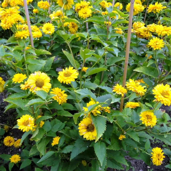 Heliopsis galben- Ghiveci 3L - imagine 3