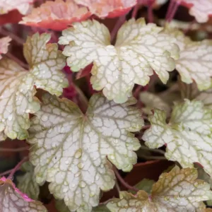 Heuchera Fall Festival - Ghiveci 3L