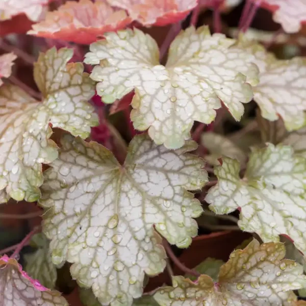 Heuchera Fall Festival - Ghiveci 3L