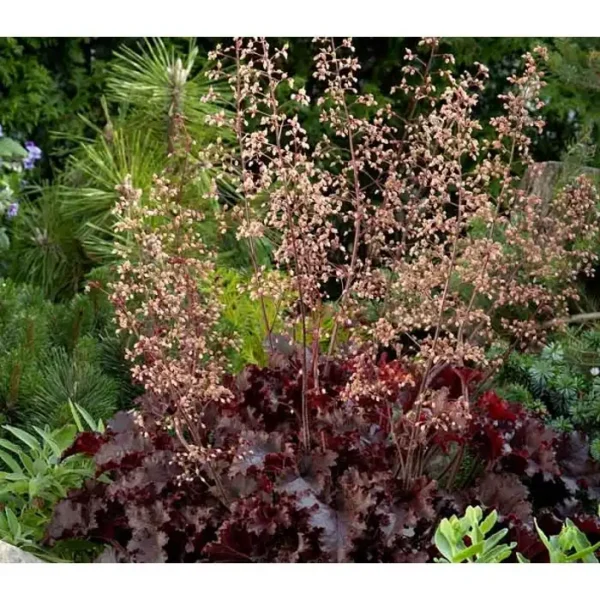 Heuchera Melting Fire - Ghiveci 3L - imagine 5